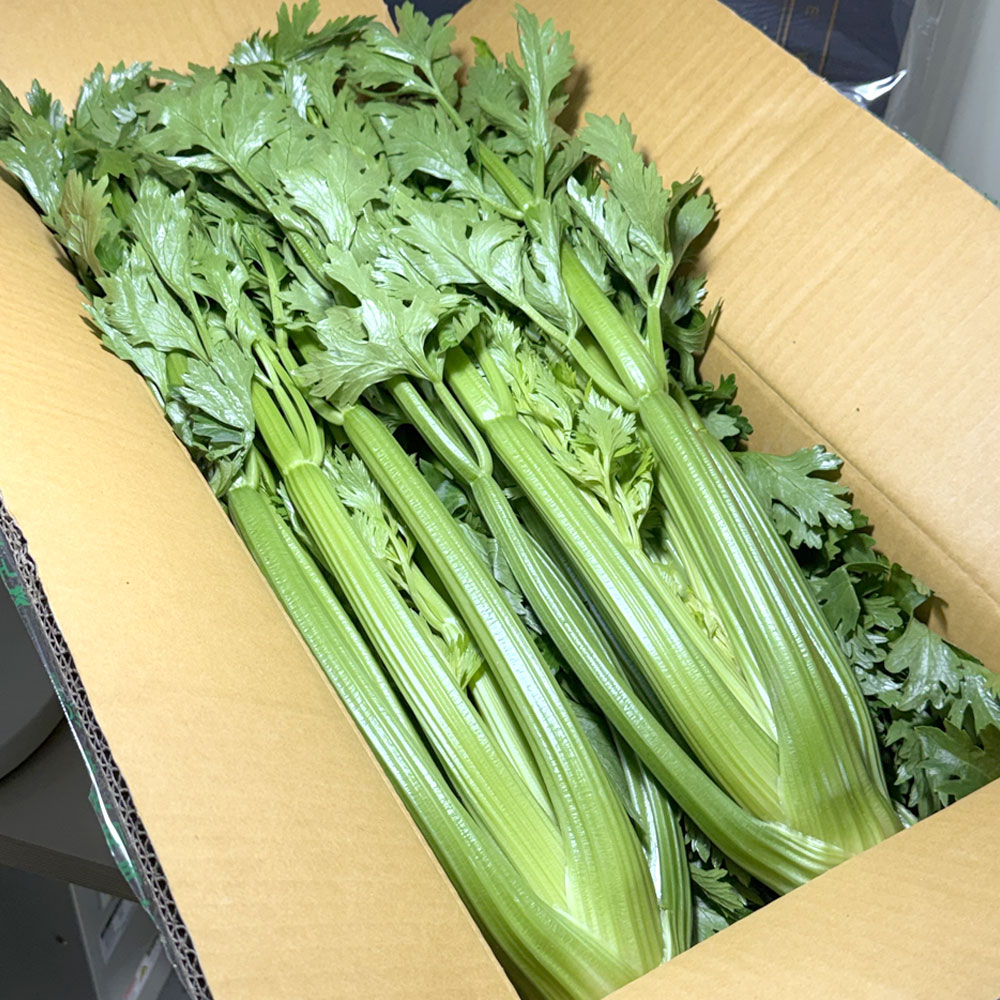 농진사 샐러리 국내산 셀러리 특품, 1개, 10kg 12,900원