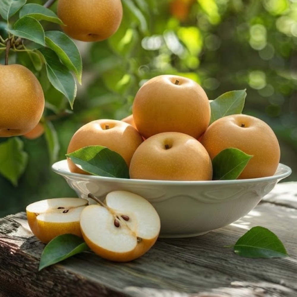 산지직송 나주 꿀배 실속형 과일 꿀맛 당도보장 아삭한 햇배, 1개, 가정용 5kg (11~13과) 28,500원