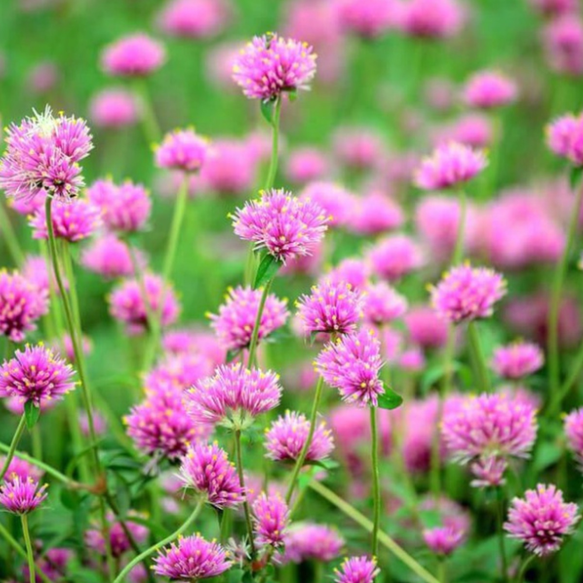 조이가든센터 야생화씨앗_천일홍 - 1kg 분홍색, 1개 55,000원