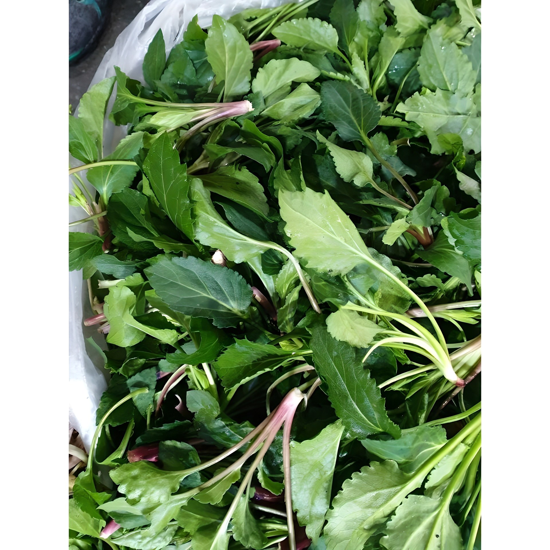 울릉도나물 부지갱이 부지깽이 취나물, 울릉도생취나물500g, 1개 11,450원