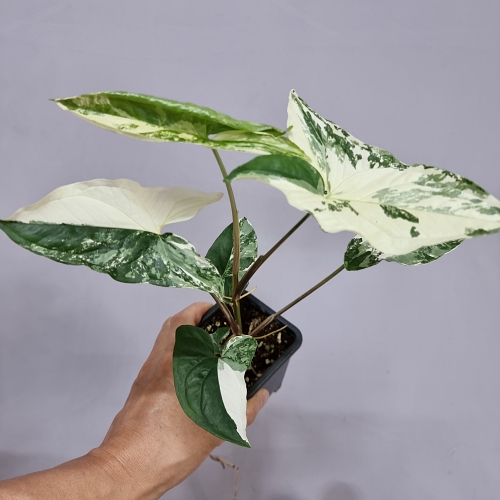 무늬싱고니움 알보 포도필럼 바리에가타 무료배송 22,990원