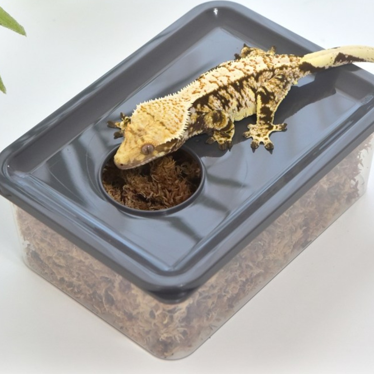 레파즈 파충류 습식은신처 대사이즈 게코도마뱀 산란통 3,380원