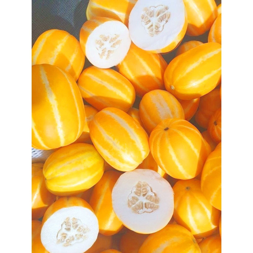 성주 꿀참외 가정용 선물용 고당도 꿀벌참외 스테비아 산지직송 성주참외, 1박스, 5kg 가정용(소과)(20~32과) 46,900원