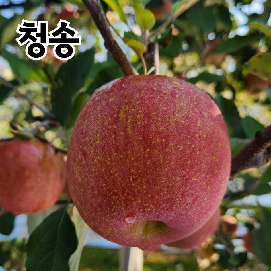 사과 청송사과 부사사과 당도선별 햇사과, 1박스, 5kg 24,800원