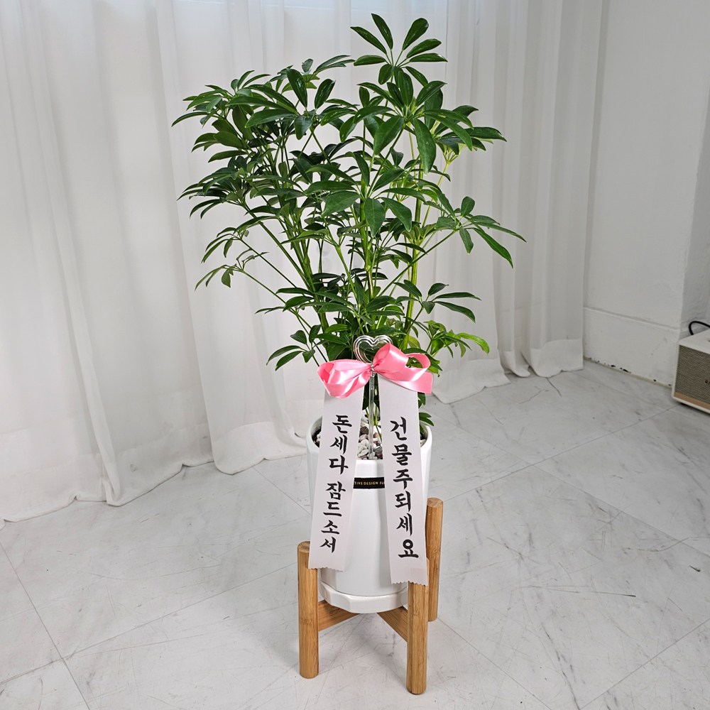 앤드플라워 택배발송 공기정화식물 실내 개업식화분 중형 화분세트 + 우드스탠드 + 리본글씨 + 식물가이드 금전수 몬스테라 승진 집들이 축하 화분 배달 꽃배달 44,900원