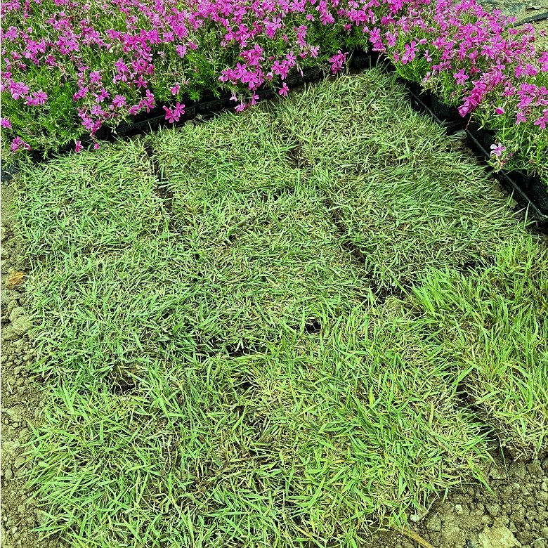 청년농부 고급 한국 토종잔디 30cmX30cm 9장 (산소잔디,정원잔디,마당잔디) 15,500원