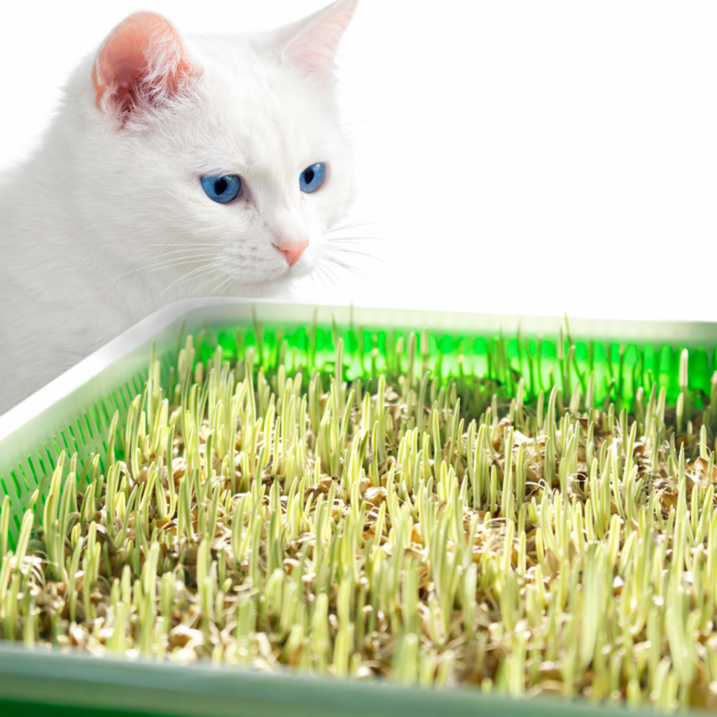 캣그라스 보리싹 키트 캣그라스키트 캣글라스 고양이캣그라스 17,810원