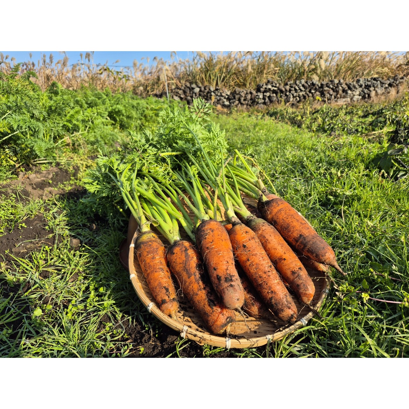 [더 탐나네] 제주 구좌 친환경 무농약인증 당근 59,000원