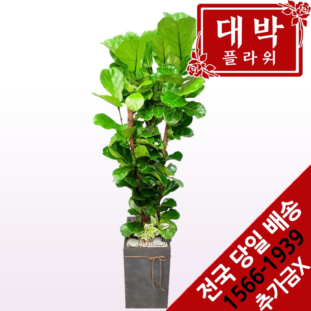 대박플라워 떡갈고무나무 개업화분 집들이 인테리어 공기정화식물 관엽식물 꽃배달 138,600원