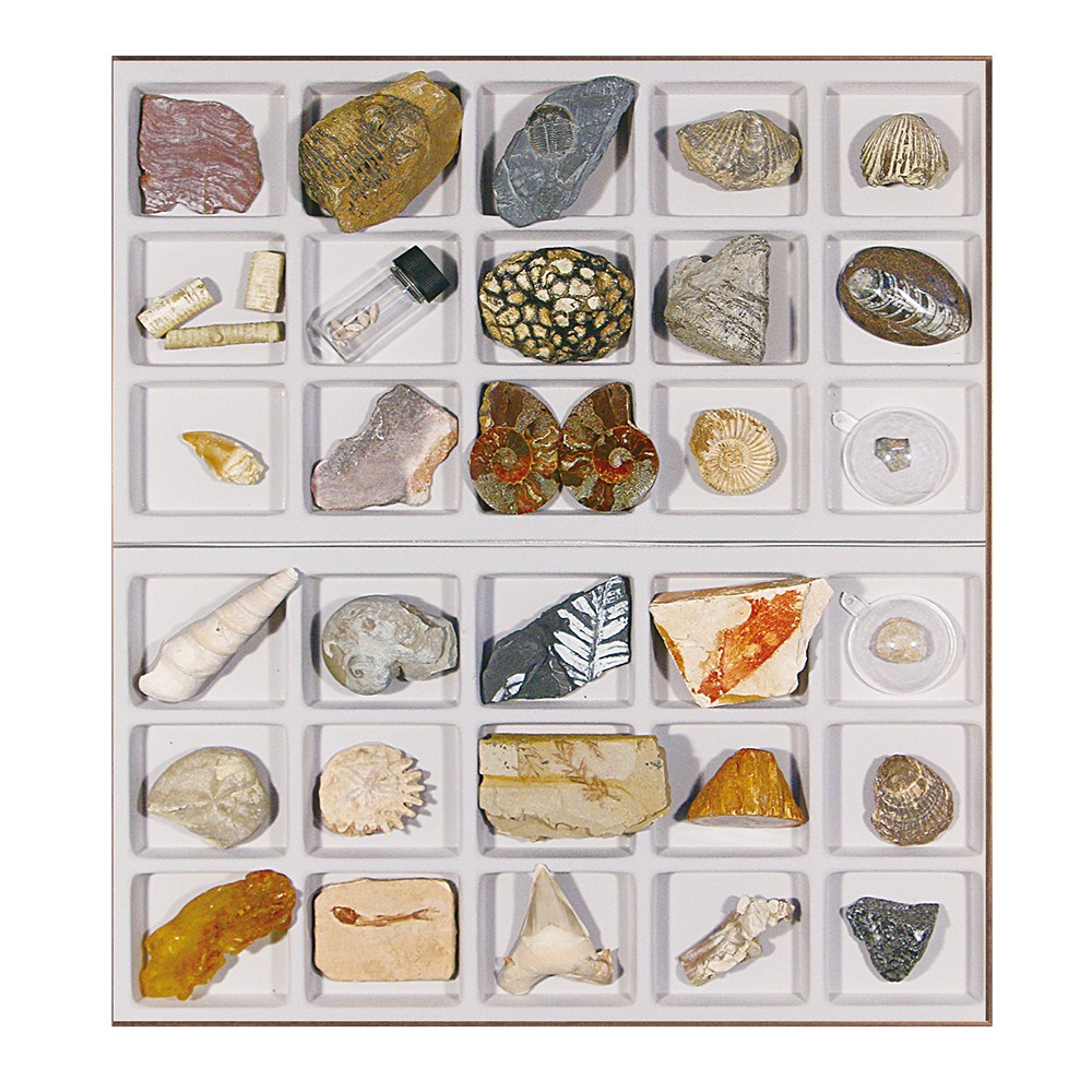 고생대 중생대 신생대 화석표본 30종세트(생물의화석) 310,700원