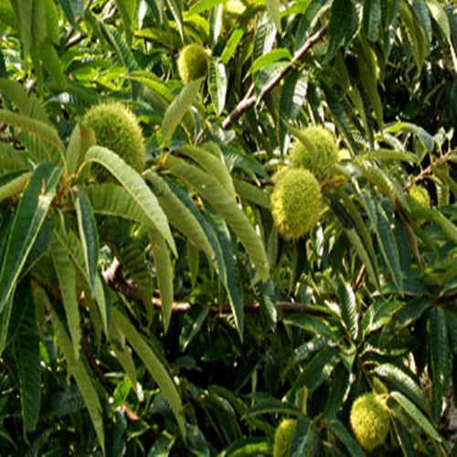 밤나무 묘목 포르단 왕밤나무 2년생 특묘 속껍질잘까짐 7,000원