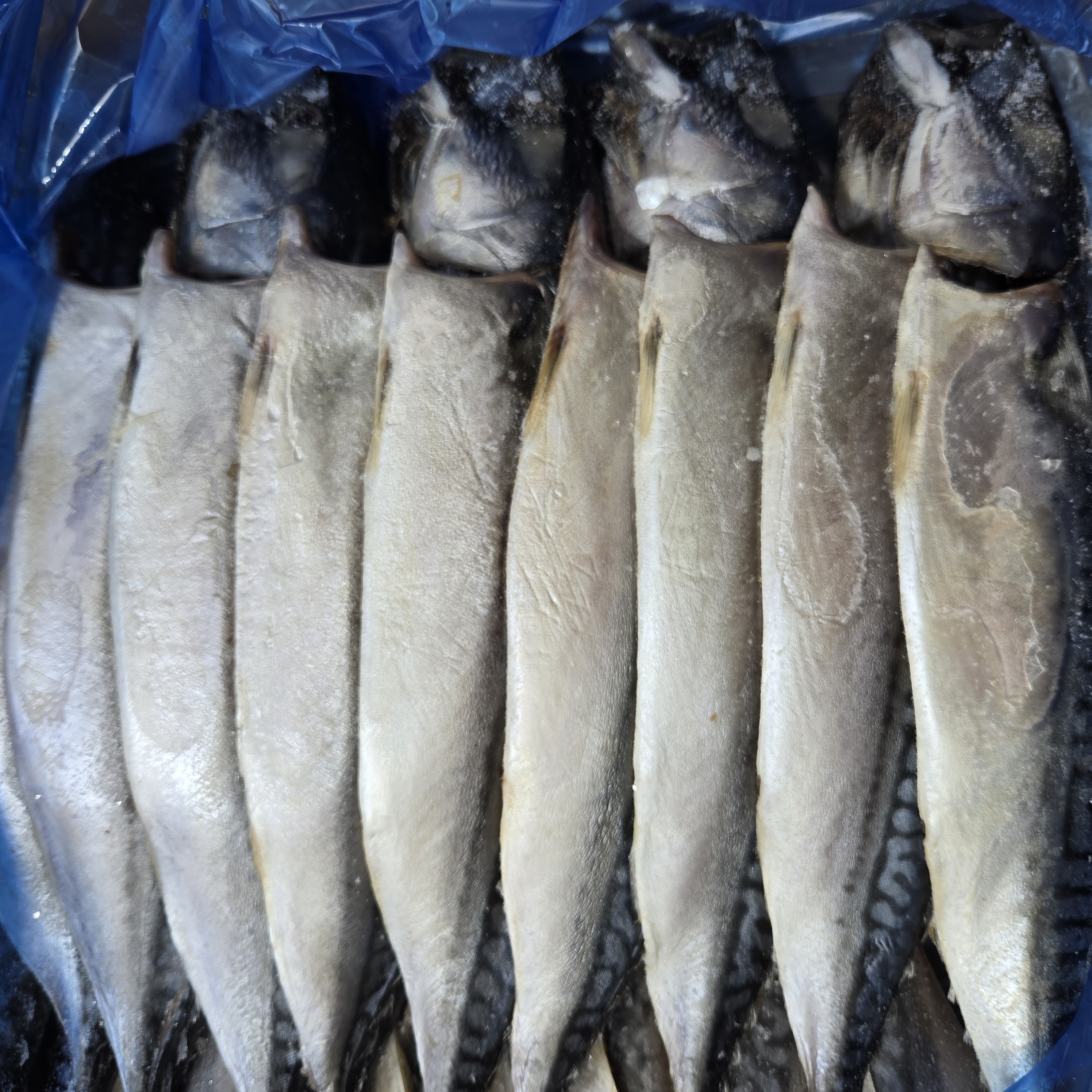 노르웨이 자반고등어 대 중 업소용 간고등어 가정용 생선 구이 도매, 1세트, 중 5손(10마리) 50,000원