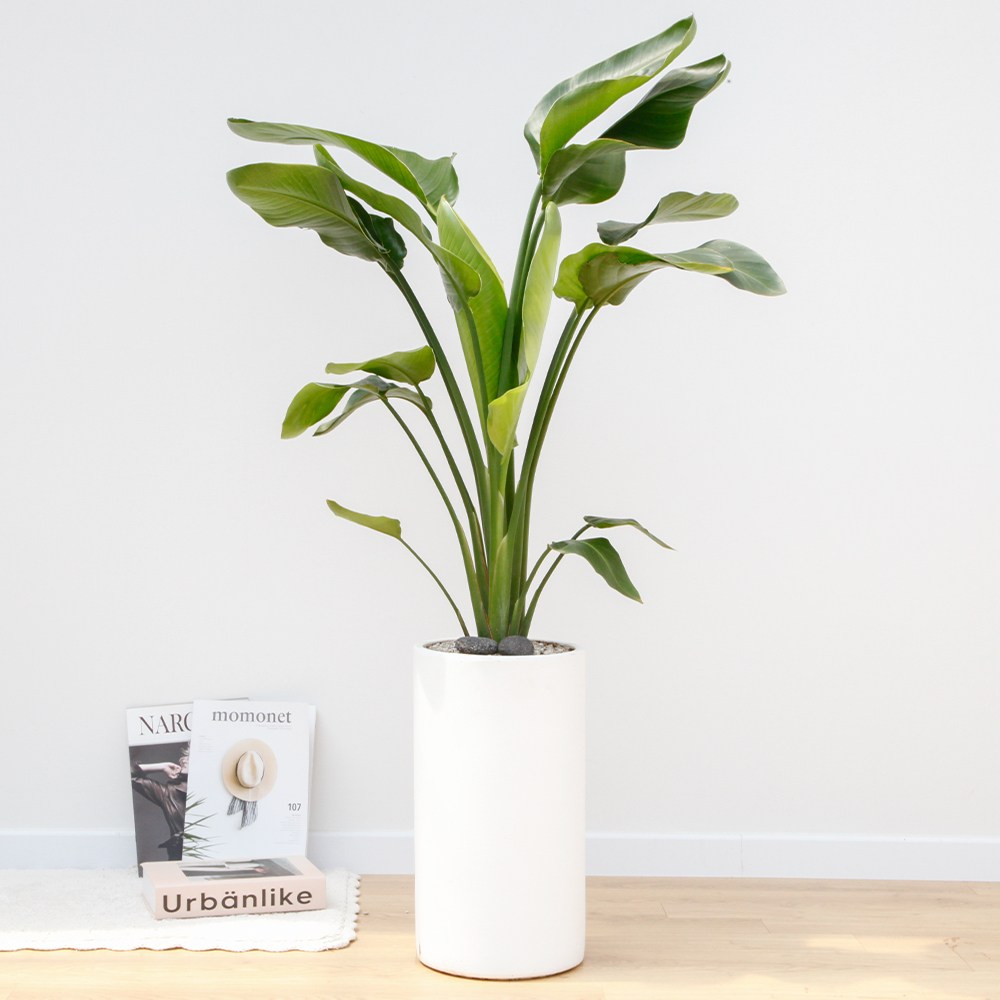 드셀플라워 금전수 돈나무 집들이 선물 승진 사무실 이전 병원 개원 개업축하 화분 배달 당일배송 46. 대형_여인초 흰색원형 경량화분x 1개 109,000원