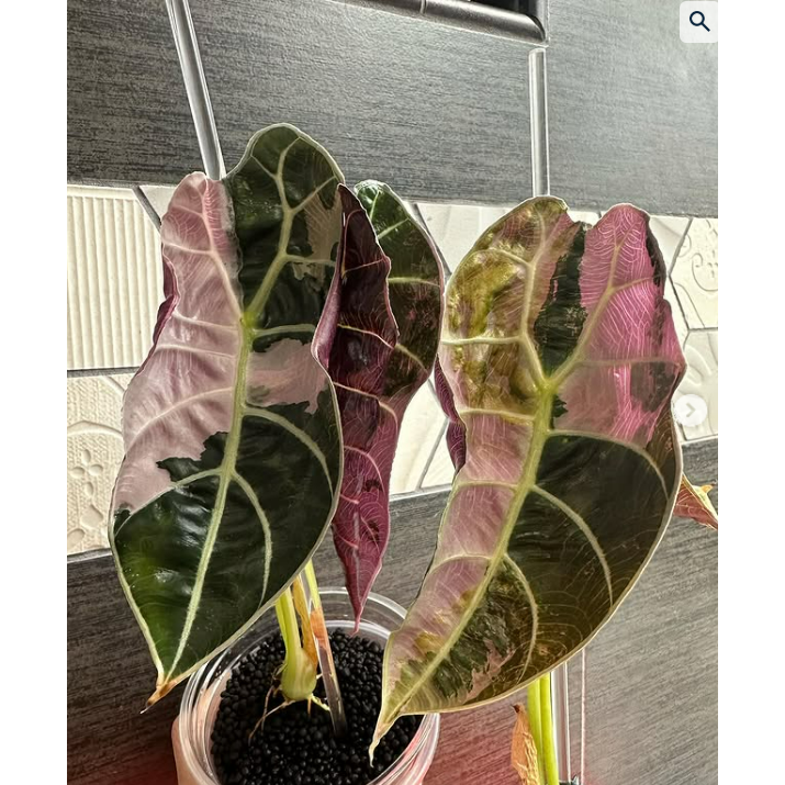 알로카시아 왓소니아나 글로시 핑크 조직배양묘 249,000원