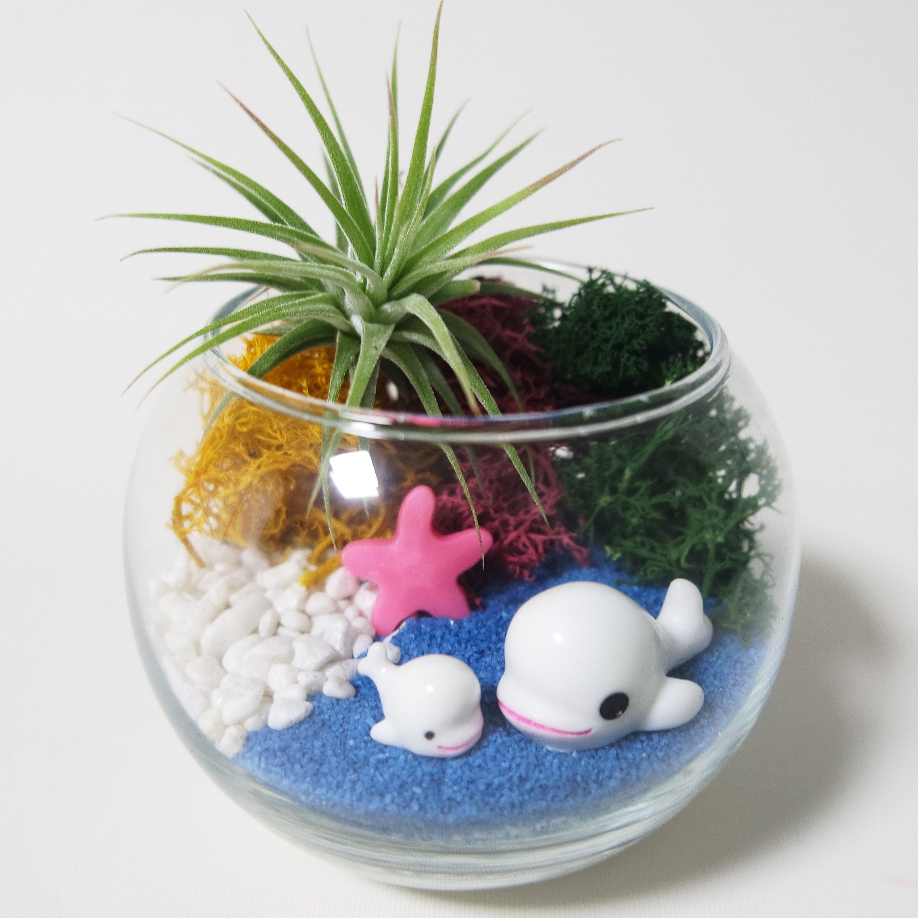 돌고래 테라리움만들기 키트 / 여름 바다 느낌 10,900원