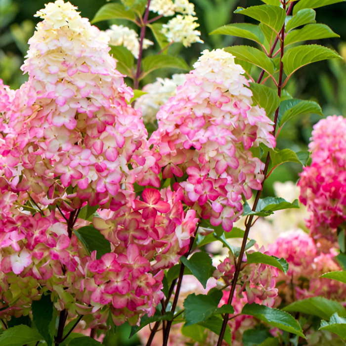 목하원예조경 유럽 목수국 프레이즈멜바 C3화분 개화주 묘목 노지월동 수국 나무 정원조경수 여름꽃나무 25,000원