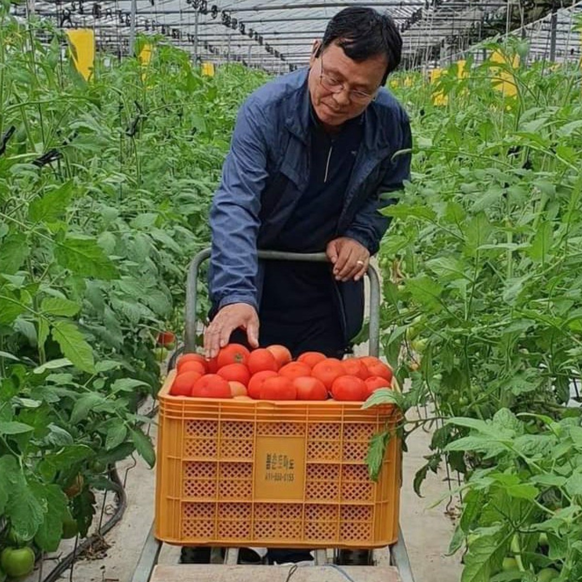 봄춘농장 무농약 완숙 토마토 농장직송 명인 직접 재배 22,790원