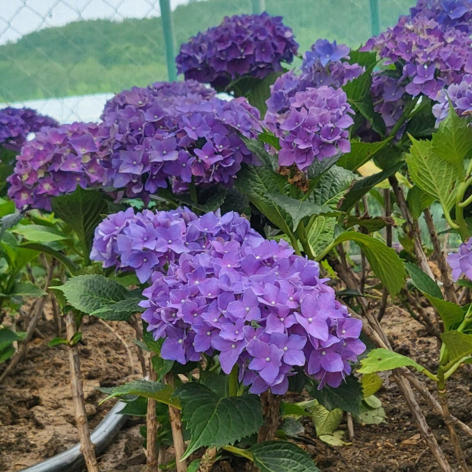 수국나무묘목 앤드레스썸머 원예수국 제주수국 포트묘 분묘, 1개 17,380원