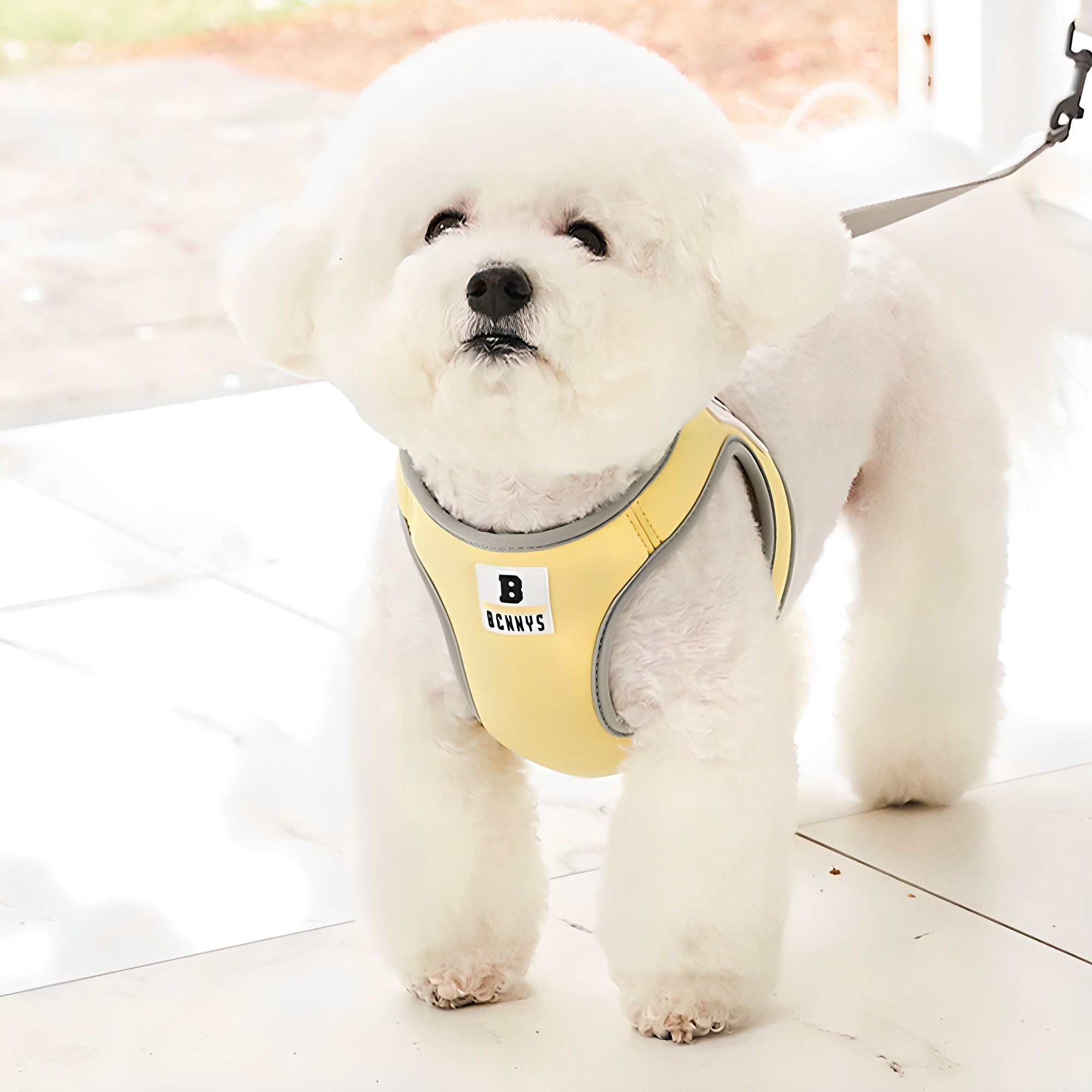 베니즈 베이직 하네스 19,500원