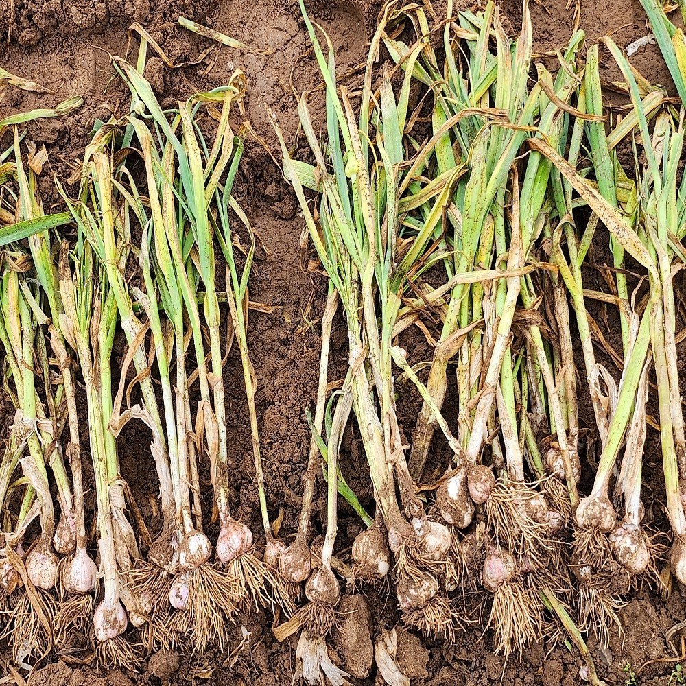 25년 의성마늘 육쪽 한지형 토종 국산마늘 통마늘 72,000원