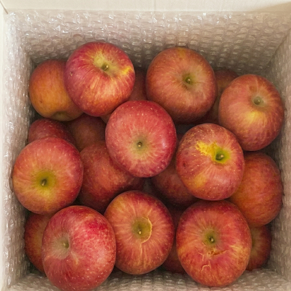 [하루딱50박스] 오픈특가 고당도 아삭농원 못난이사과, 1박스, 10kg 49,800원
