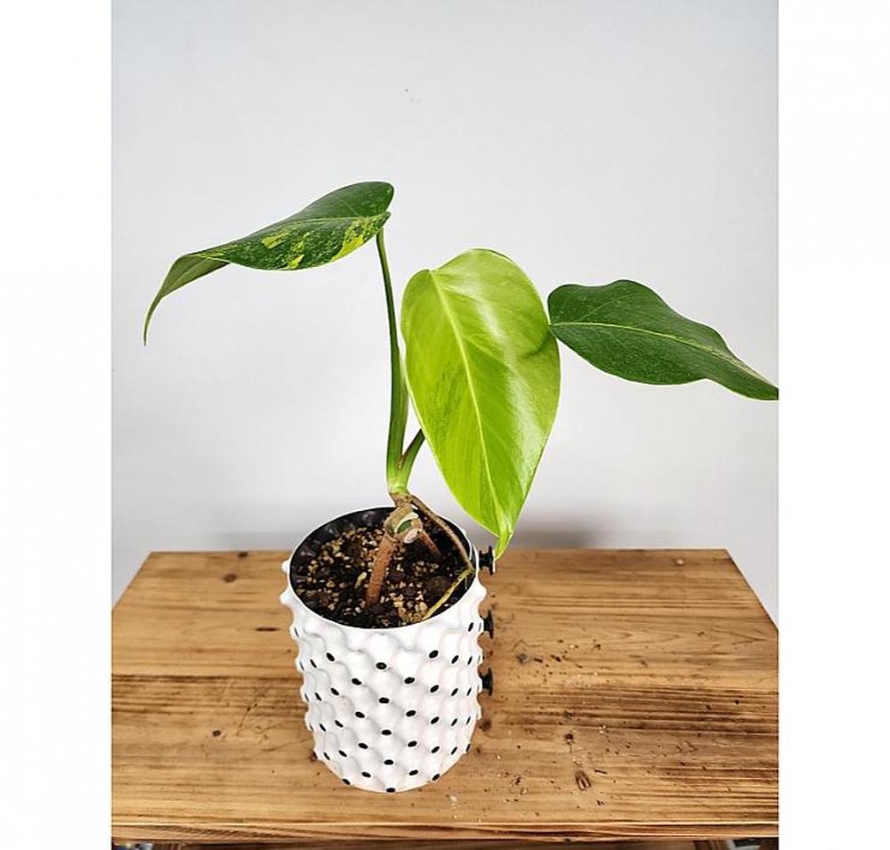 2026 공기정화 식물 옐로우 몬스테라 중품 약40cm 116,000원