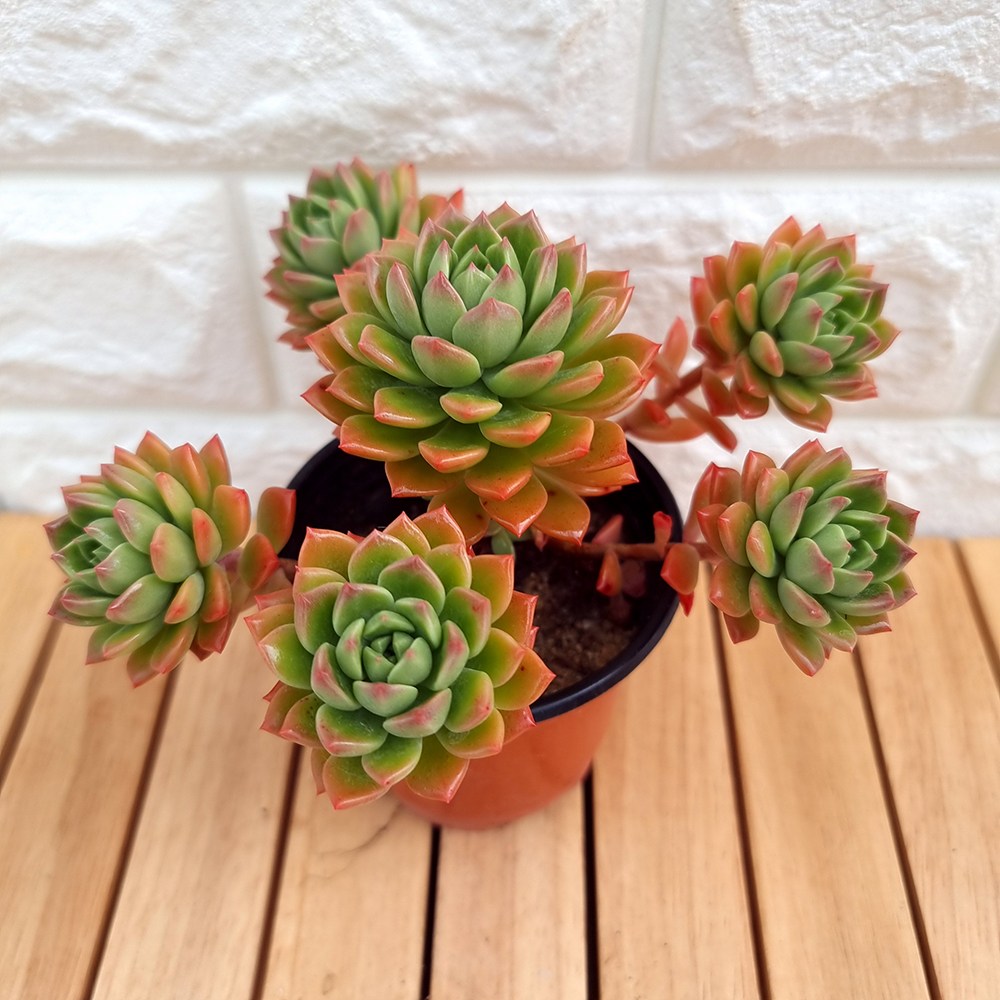 핑크 마커스 다육이 물들어가는 다육식물1두5목 1두145 18,900원