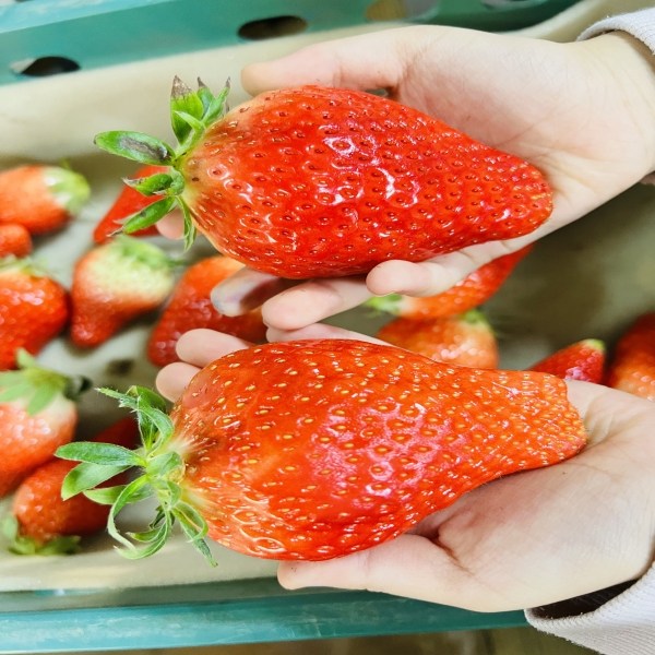 당일수확 산지직송 국내산 고당도 논산 생 딸기 킹스베리, 1박스, 논산 생 딸기 킹스베리 400g(8-9과) 왕특 17,600원