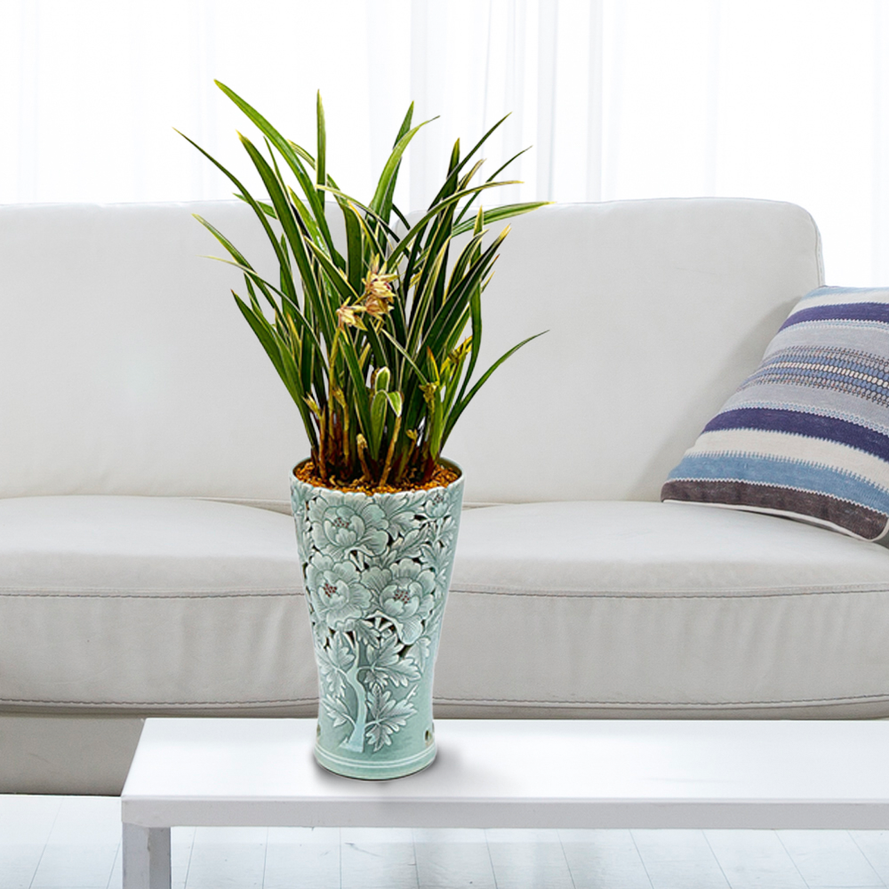 동양란 선물 BEST 1위 : 이천작품 일자목단분 대 황룡금 g-0116 (수도권배송) 사진전송 승진 진급 취임 영전 인사이동 개업화분, 1개 290,000원