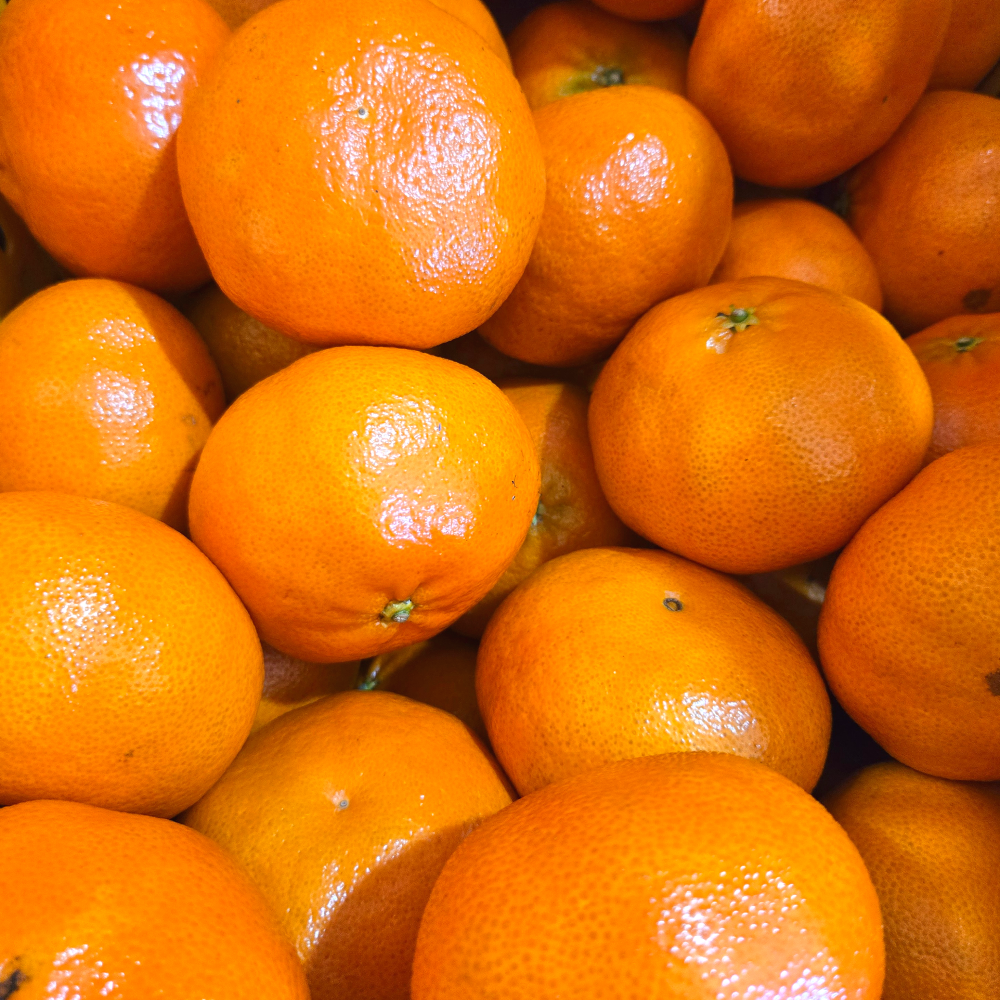 초고당도 최대18brix 제주직송 천혜향 [로얄과], 1개, 10kg (30~39개입) 64,800원