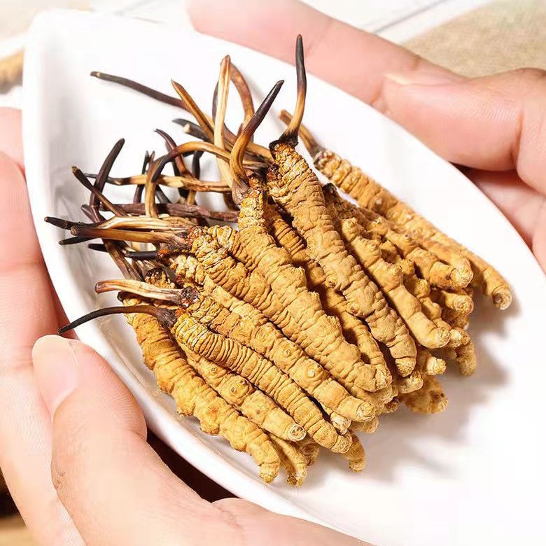 OKYAIOS 야생 동충하초 부모님 효도선물, 1개, 7g 113,800원