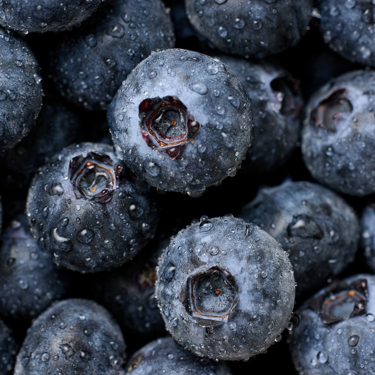 [청정베리]국산 생 블루베리, 1개, 중 2팩 28,900원