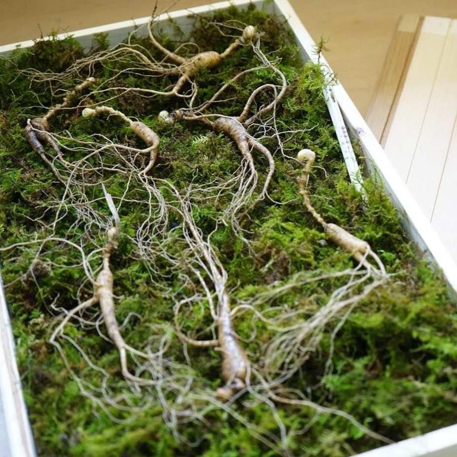 아리랑산양산삼 18년근 2뿌리 산삼 산양산삼 산양삼 명품 황절삼 설명절선물 부모님선물 건강증진 원기회복 자체재배관리 직접채심발송, 1개 650,000원