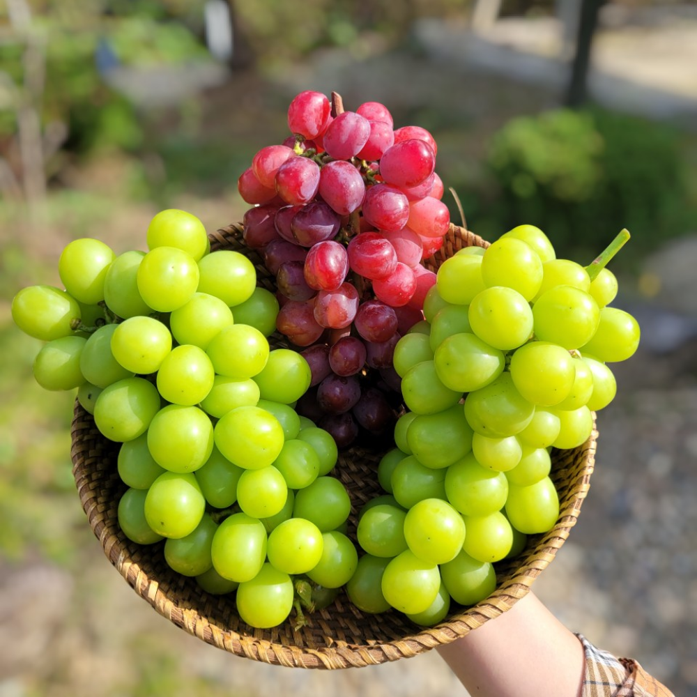 갓골농원 프리미엄 고당도 쥬얼머스켓 18브릭스 이상 농장직송 14,690원