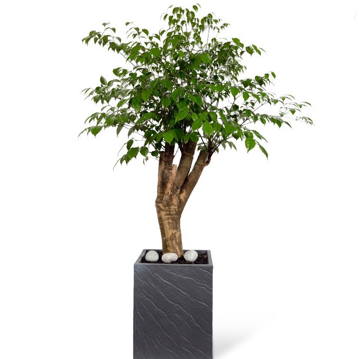 나눔플라워 전국 관엽식물 금전수 스투키 해피트리 행운목 극락조 고무나무 개업축하 실내공기정화 사무실식물 나무배달서비스, 1개, 해피트리(사각분) 193,000원