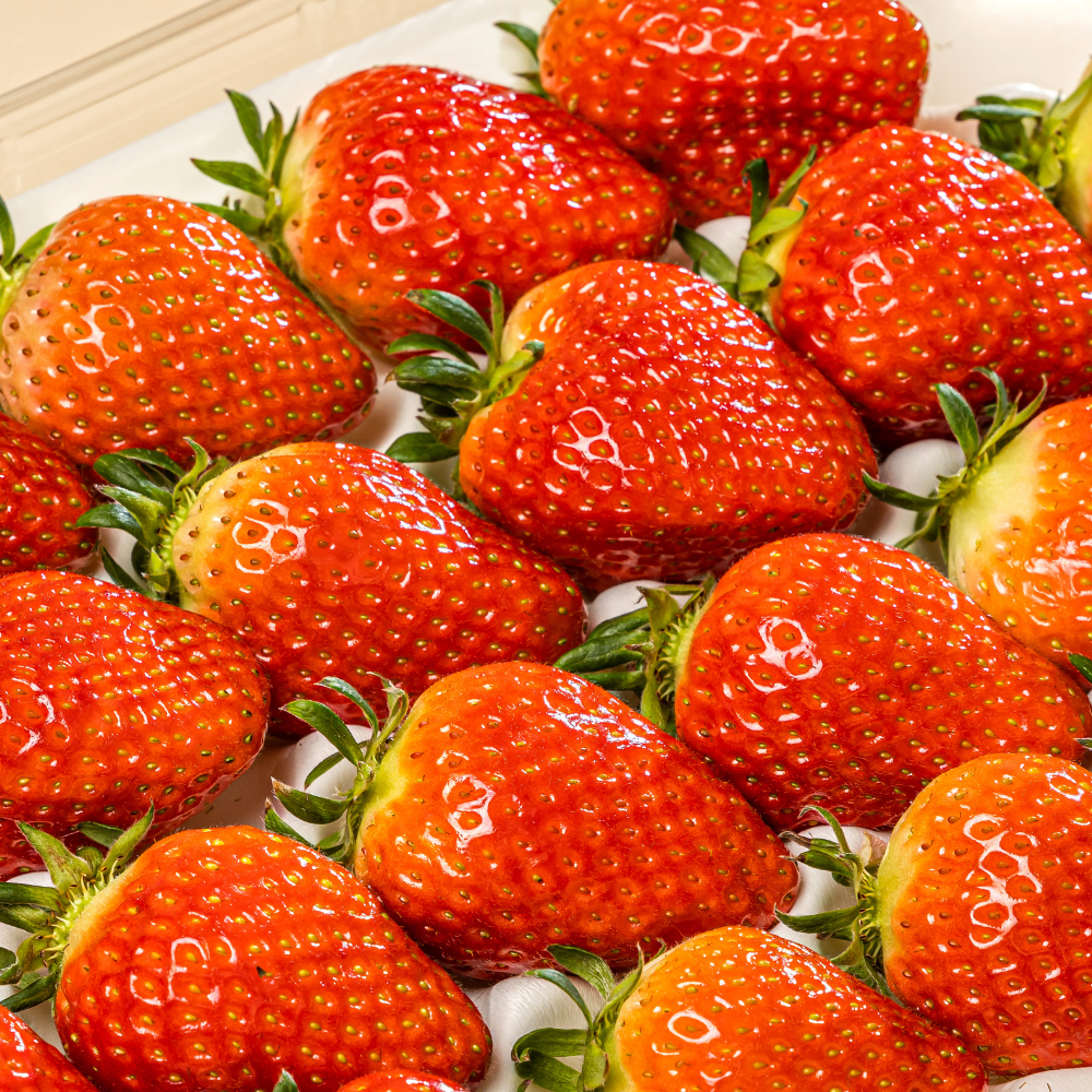 [당일산지직송] 프리미엄 홍희 딸기 1k, 500g 17,000원