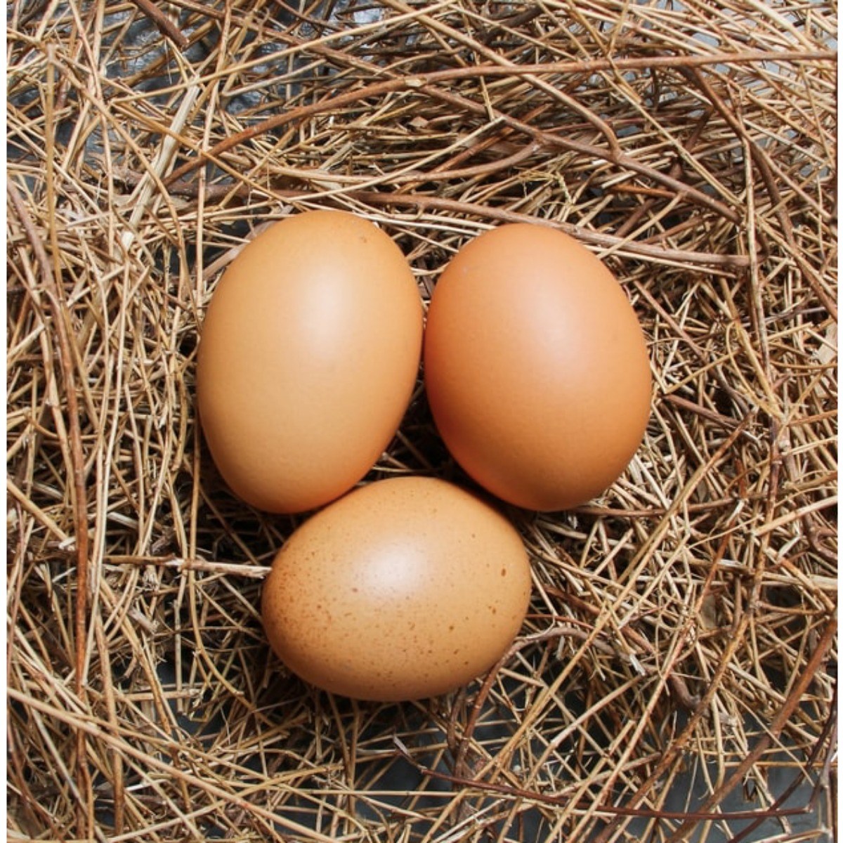 6시내고향 무항생제 난각번호1번 토종닭 유정란 토종란 신선란 자연방사 유정란 알찬 유황 동물복지 자연 방목계란 1번계란 금계 생계란 월간 계란 정기배송 날계란 30구 60구 51,900원