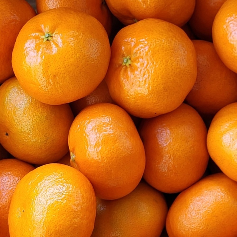 당도보장 금메달농수산 정품 제주 레드향, 1개, 10kg 특대과 87,400원