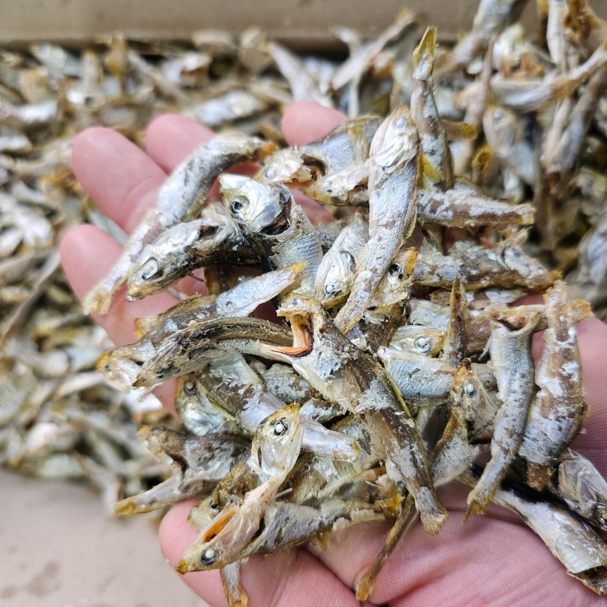 멸치원 남해안 통영 국물용 실속/알뜰형 햇고노리(곤어리)알뜰 육수용 다시용 멸치 8,900원