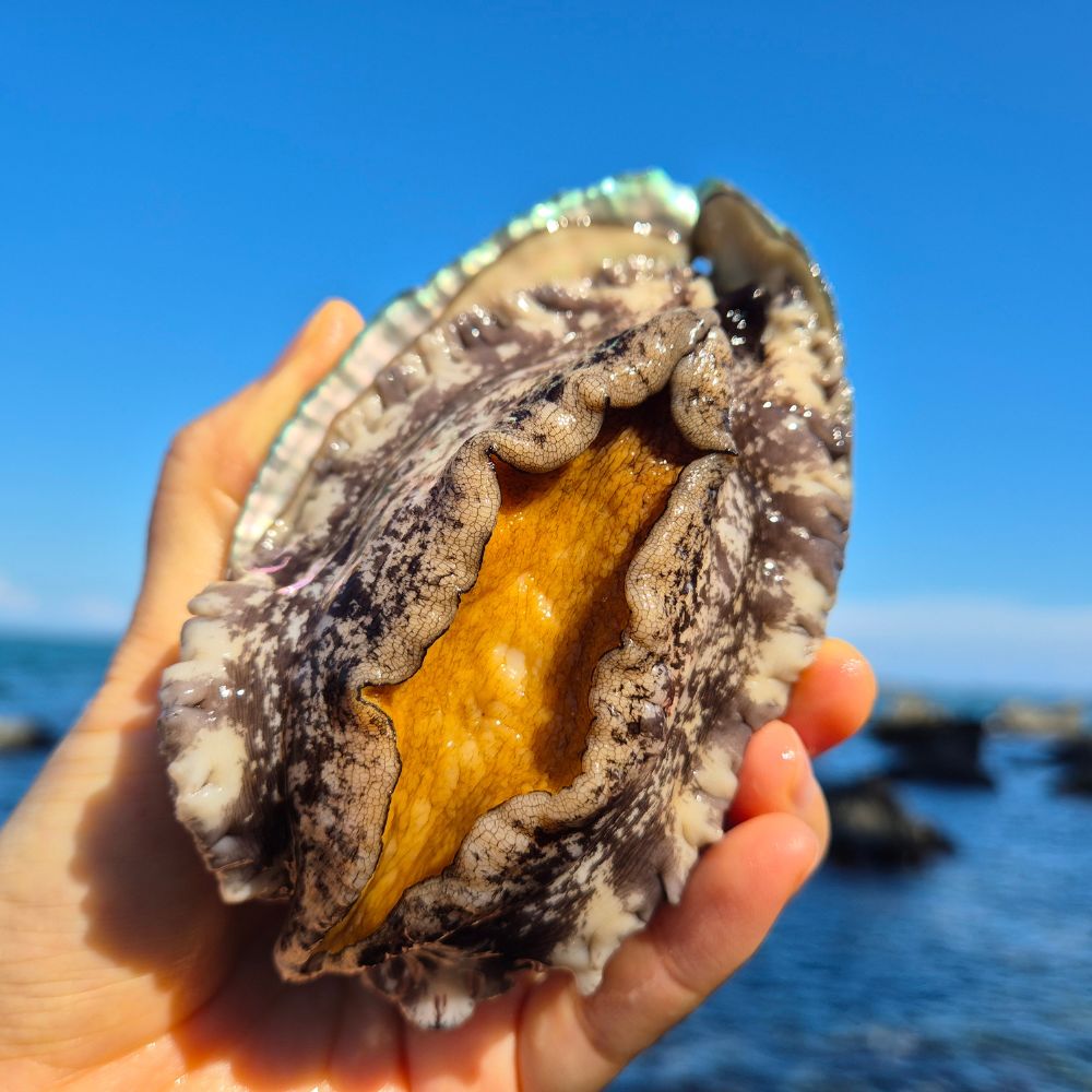 수상한시후네 특대 완도 활 전복 직거래 29,680원