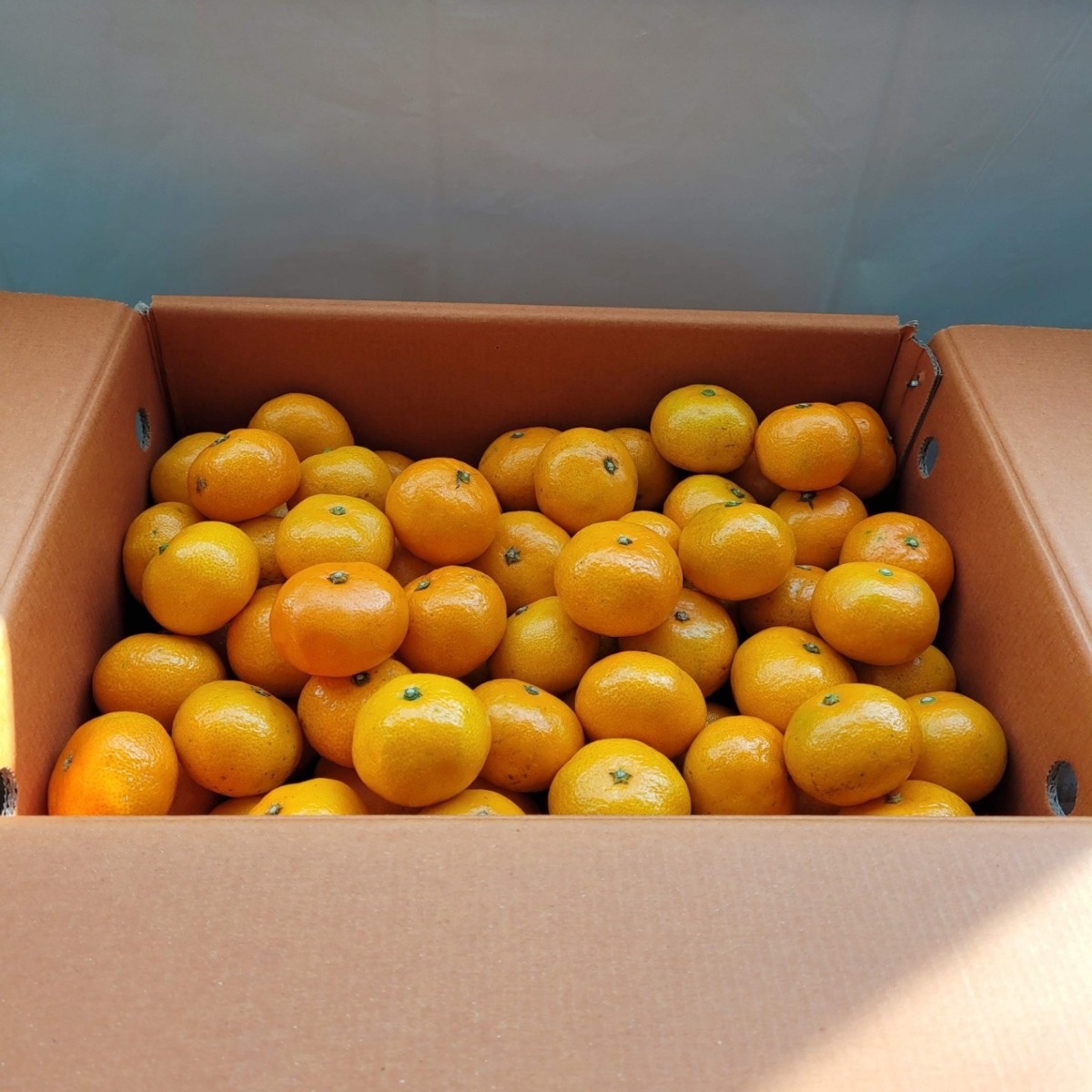 프루티소피 제주 농장 직송 고당도 서귀포 노지 조생 감귤 프리미엄 소과 로얄과5KG 10KG겨울대표간식 겨울과일 귤넷플릭스, 1박스, 로얄과(S-M) 10KG 49,900원