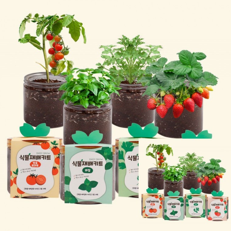 식물재배키트 식물재배SET 딸기바질키우기, 05재배키트-루꼴라 7,150원