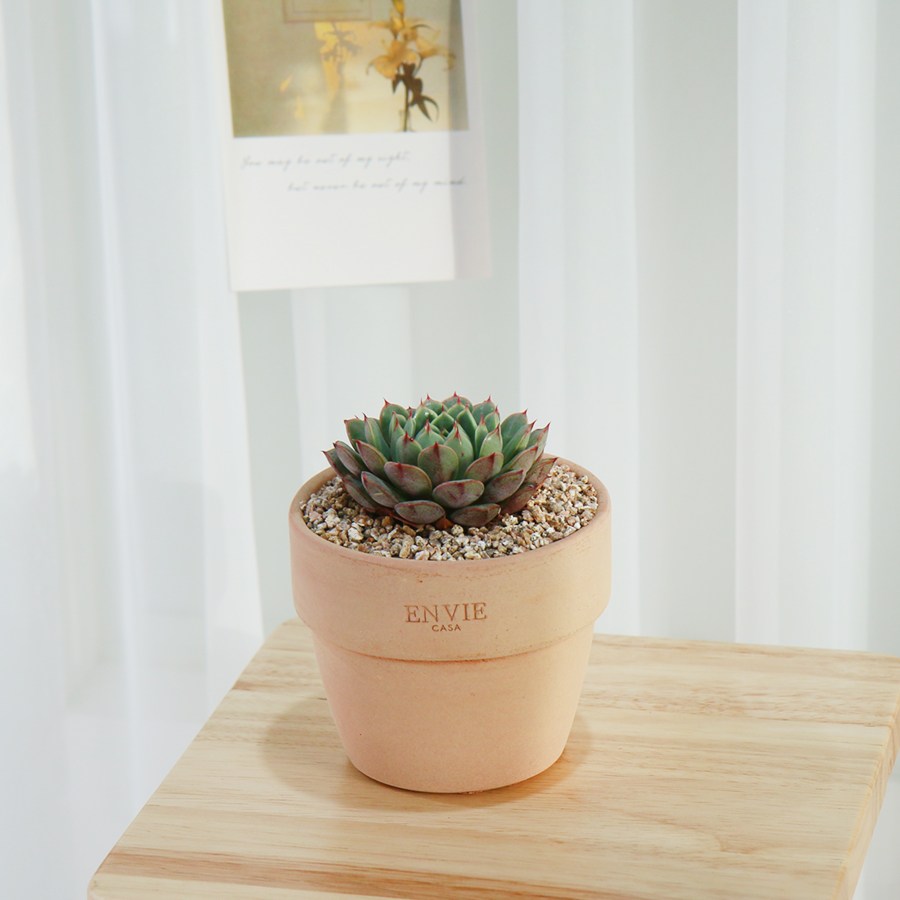 갑조네 다육이토분세트 인테리어 소품 예쁜 다육이식물 7,200원