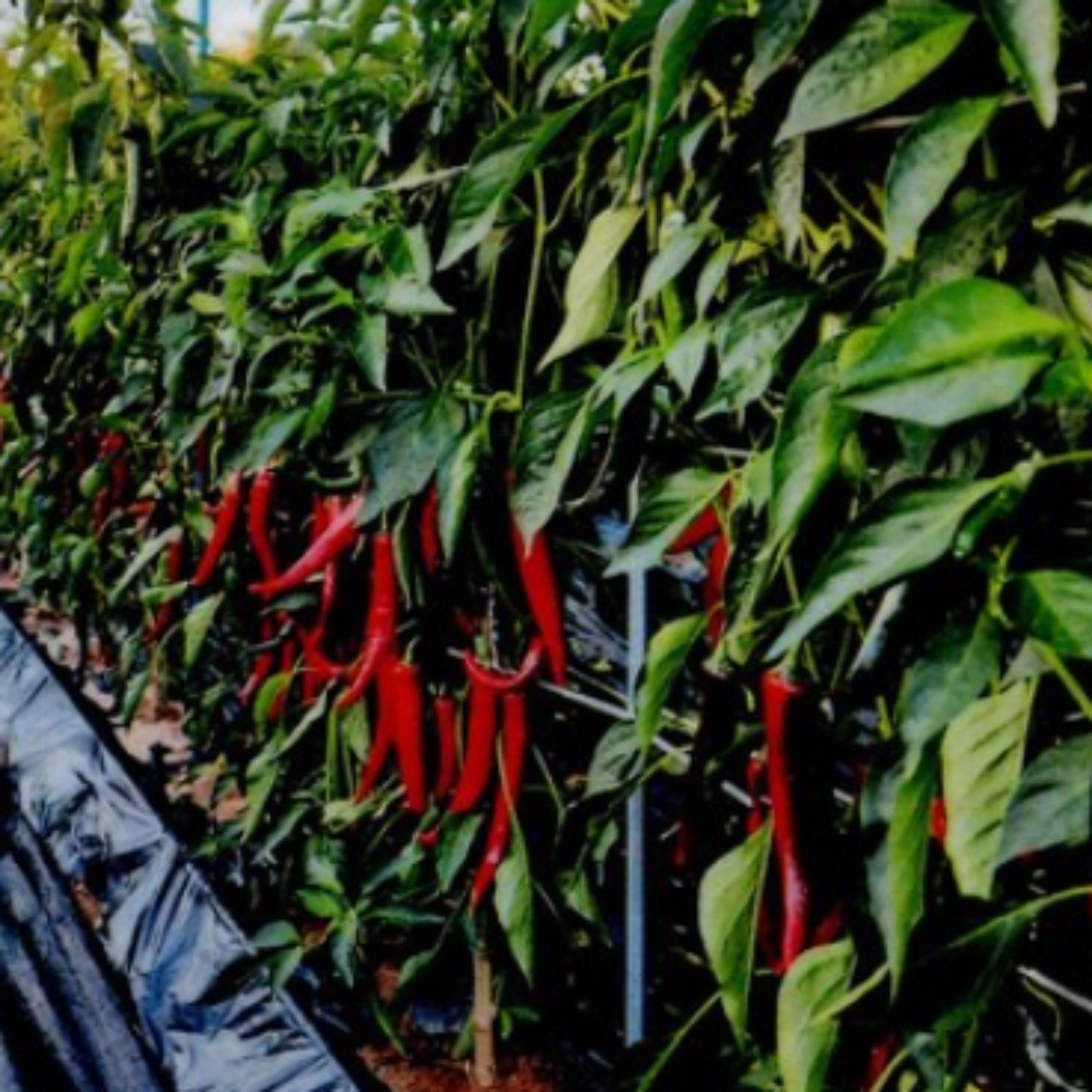 복합올다닥 고추씨앗 1200립 고추종자 복합내병계 품종 더기반 2026년 140,000원