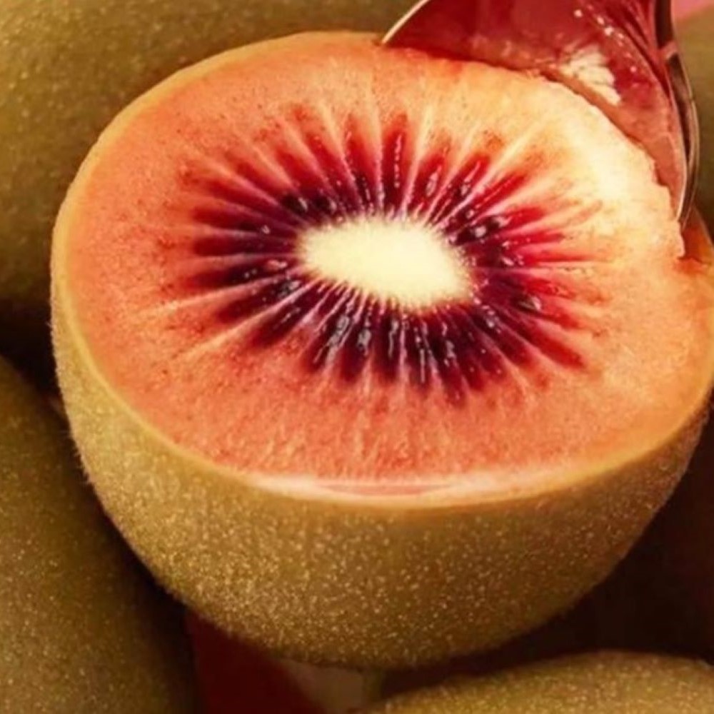 붉은속살 초고당도 과즙폭발 제주 레드키위, 1박스, 5kg(대과) 62,800원