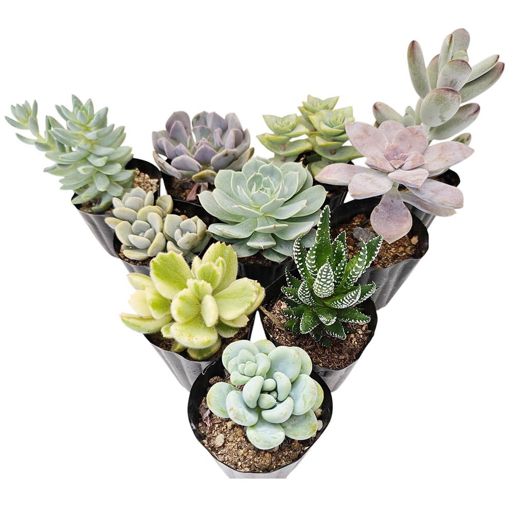 하이선인장 국민다육이 중복없이 발송 농장직영 이름표,영양제 무료증정 12,900원