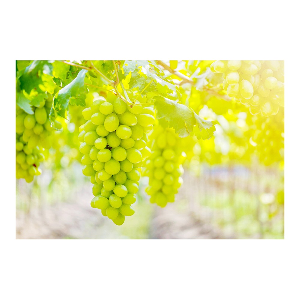 황금 포도 복이 들어오는 캔버스 액자 자손 번성 과일 청포도 풍수 인테리어 155,000원