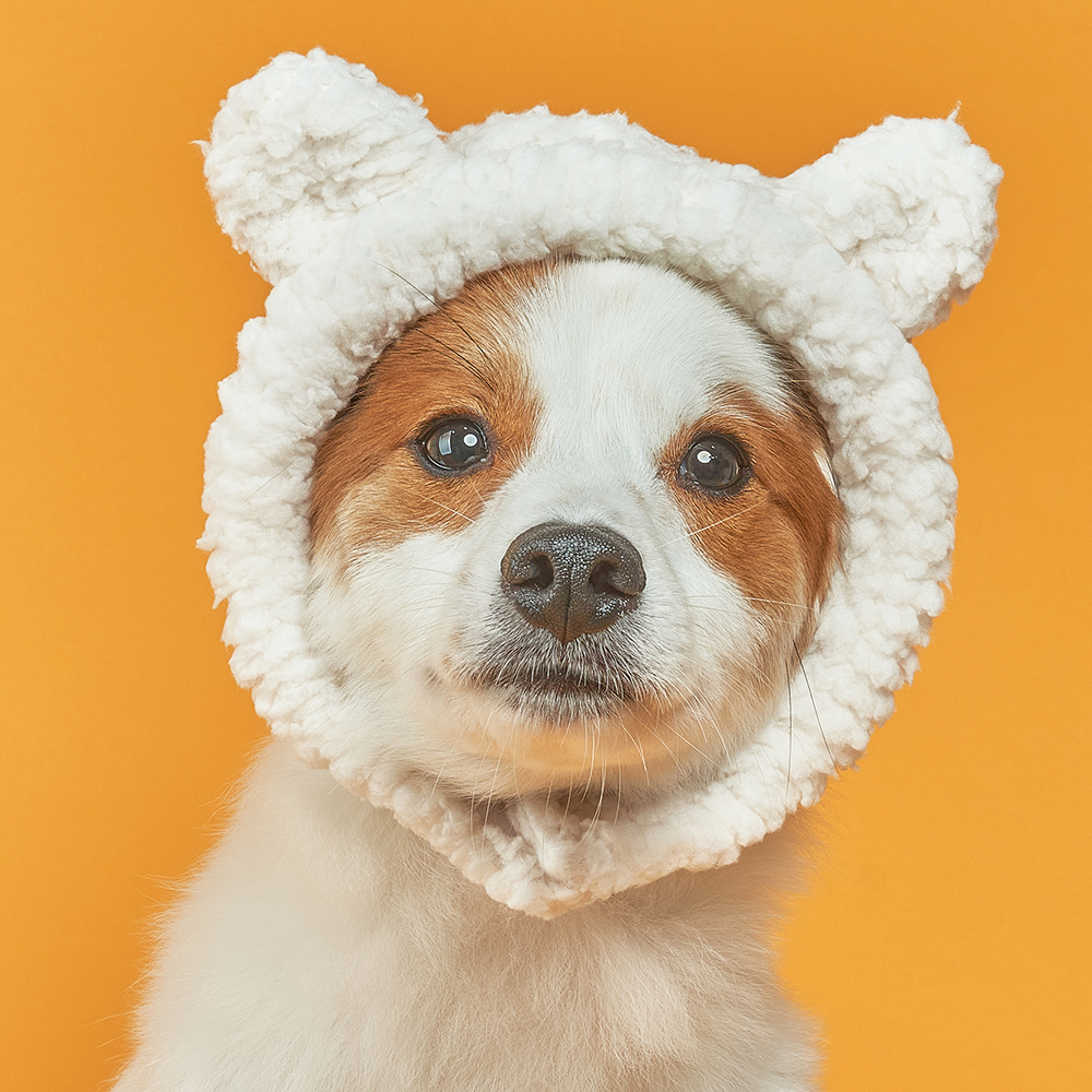 도그아이 강아지 털 곰돌이 모자 9,900원