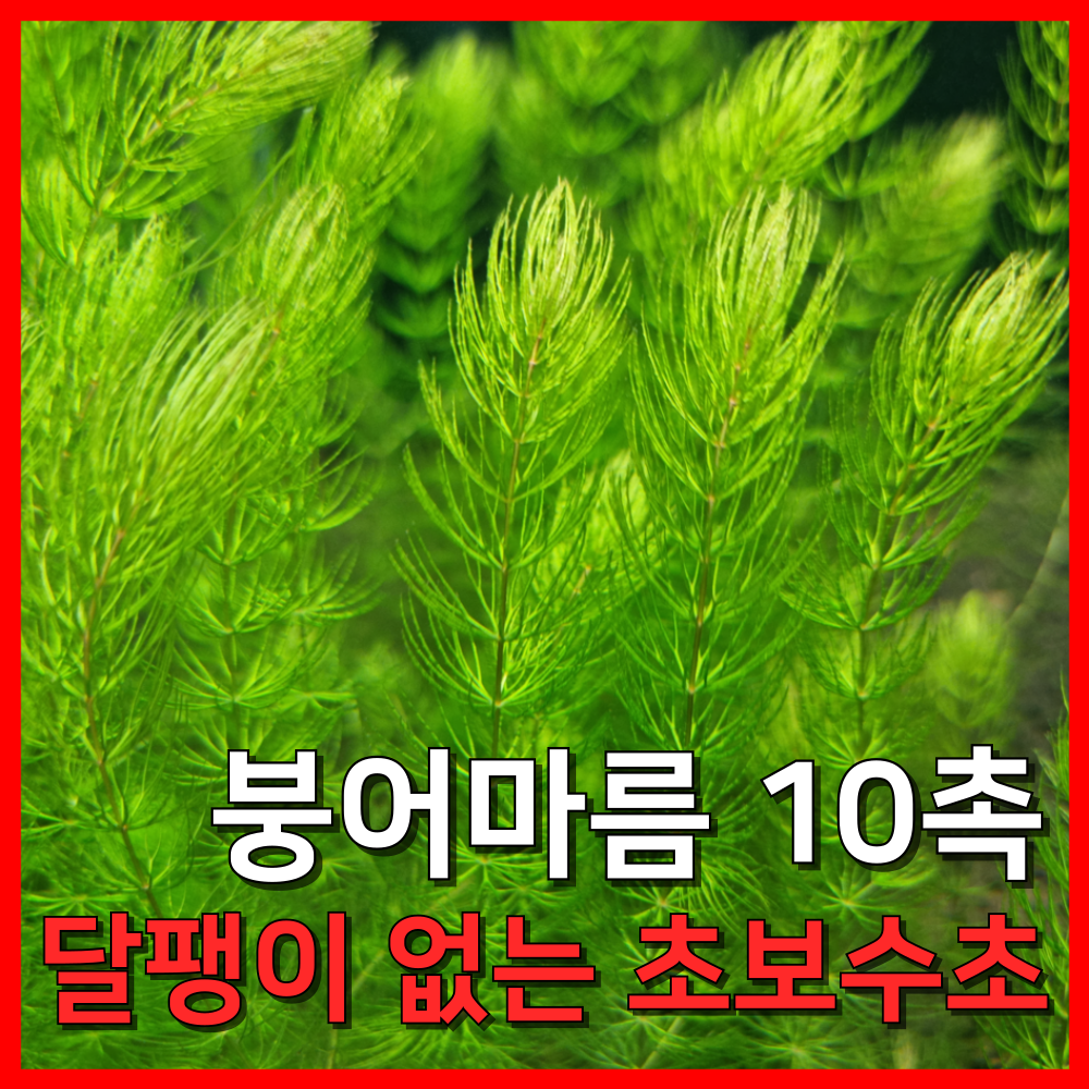 [수초농부] 붕어마름 마츠모 구피치어수초 초보수초 11,500원