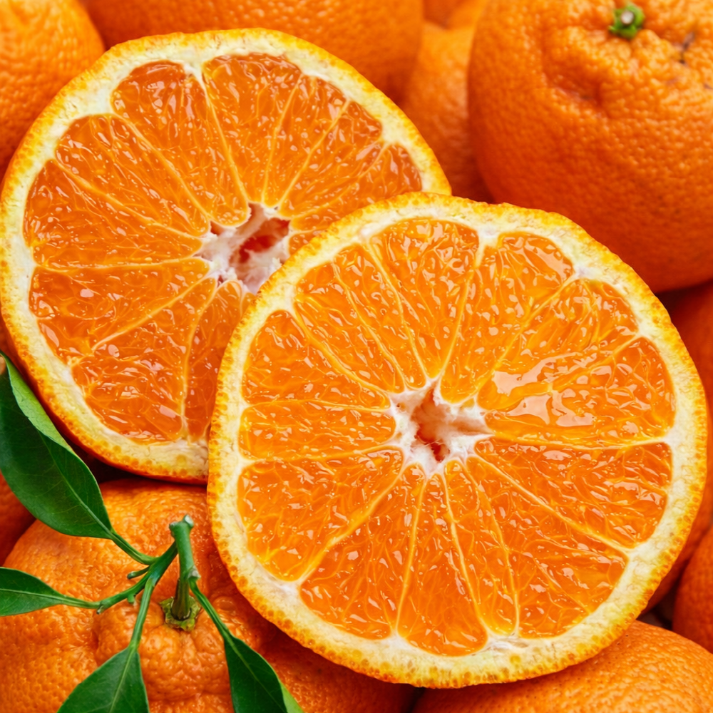 [전국최저가도전]초고당도 제주직송 한라봉 17,500원